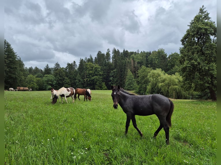 Quarter Pony Ogier 1 Rok 145 cm Stalowosiwy in Fichtenberg