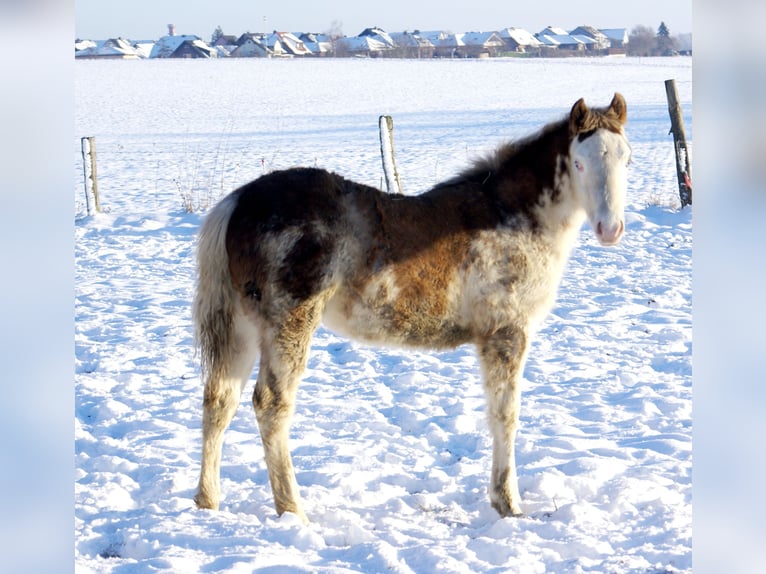 Quarter Pony Ogier 1 Rok 148 cm Overo wszelkich maści in Velpke