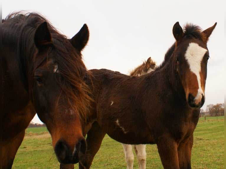 Quarter Pony Ogier 1 Rok 148 cm Overo wszelkich maści in Velpke
