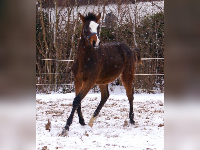 Quarter Pony Ogier 1 Rok 148 cm Overo wszelkich maści in Velpke