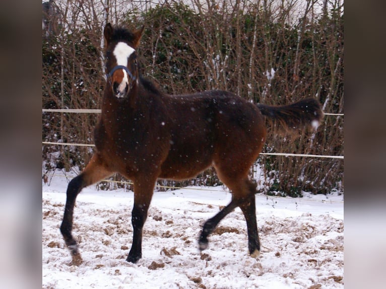 Quarter Pony Ogier 1 Rok 148 cm Overo wszelkich maści in Velpke