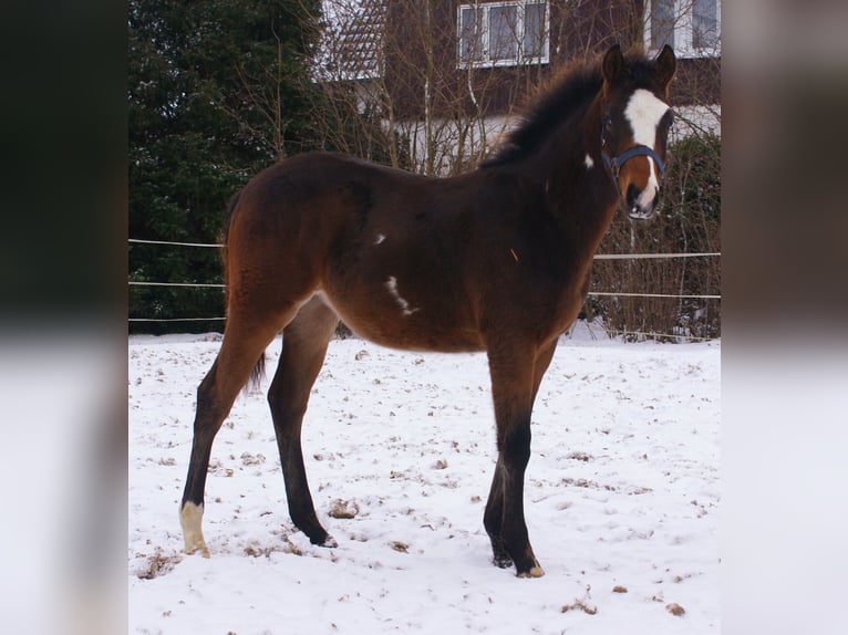 Quarter Pony Ogier 1 Rok 148 cm Overo wszelkich maści in Velpke