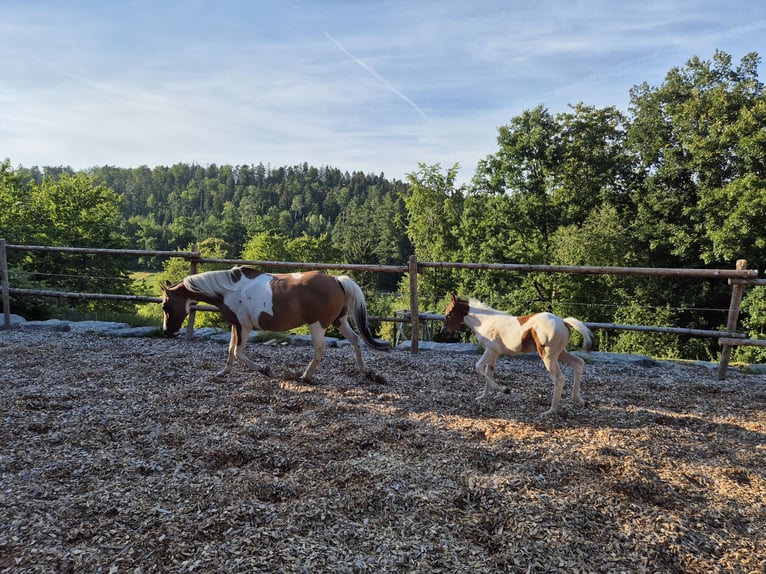 Quarter Pony Ogier 1 Rok 150 cm Tovero wszelkich maści in Fichtenberg