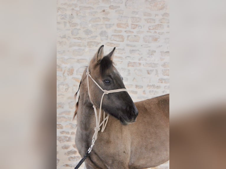 Quarter Pony Ogier 2 lat 125 cm Grullo in Clavette