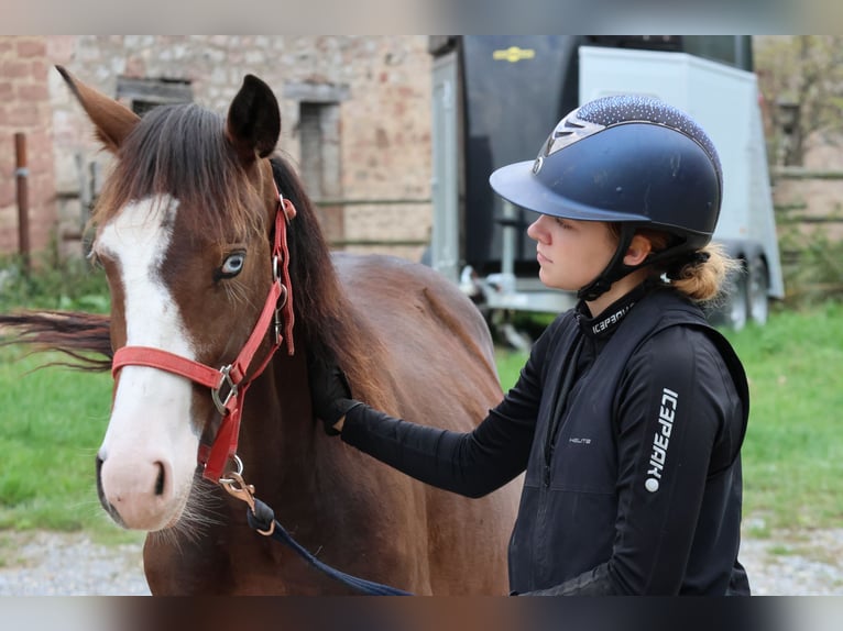 Quarter Pony Mix Ogier 2 lat 150 cm Gniada in Buchen (Odenwald)