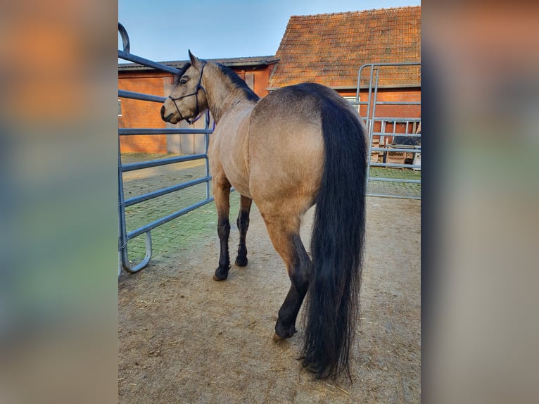 Quarter Pony Ogier 4 lat 135 cm Jelenia in Varrel