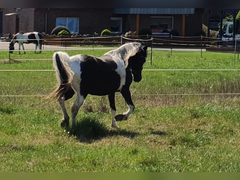 Quarter Pony Ogier 4 lat 135 cm Jelenia in Varrel