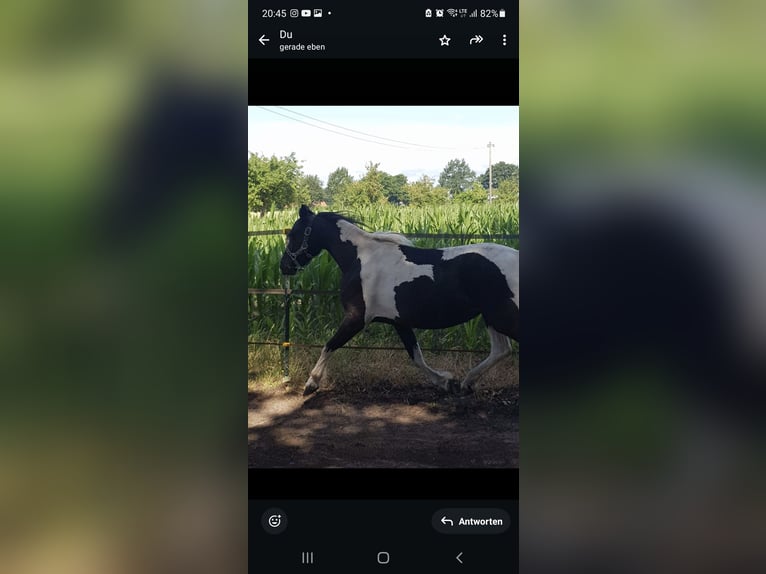 Quarter Pony Ogier 4 lat 135 cm Jelenia in Varrel