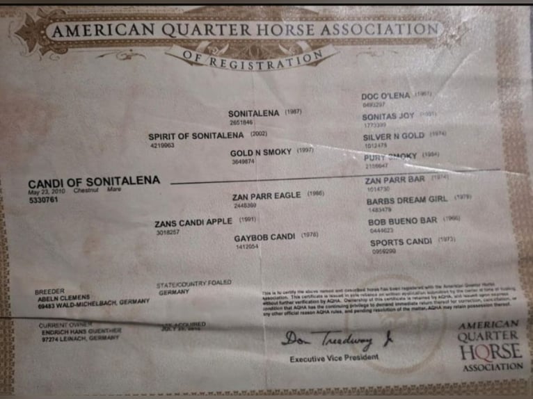 Quarter Pony Ogier 6 lat 148 cm Kasztanowata in Höchenschwand