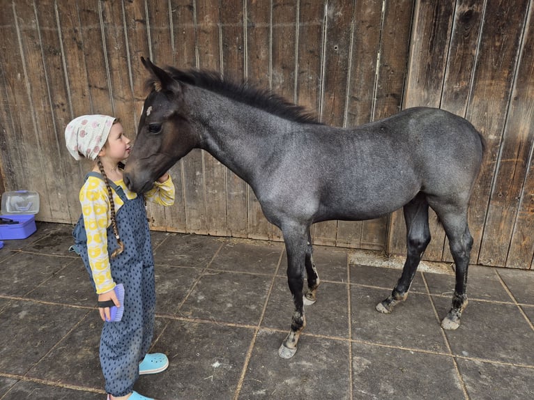 Quarter Pony Ogier Źrebak (04/2025) 145 cm Stalowosiwy in Fichtenberg