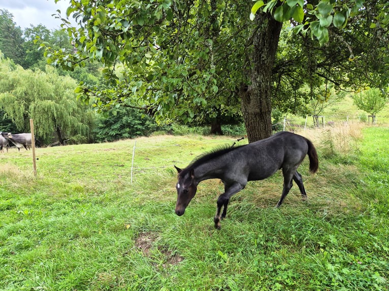 Quarter Pony Ogier Źrebak (04/2025) 145 cm Stalowosiwy in Fichtenberg