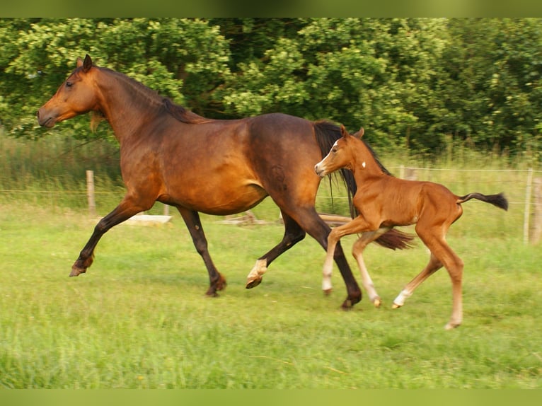 Quarter Pony Ogier  148 cm Gniada in Velpke