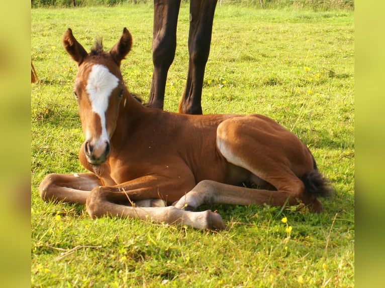 Quarter Pony Ogier  148 cm Gniada in Velpke