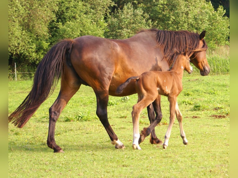 Quarter Pony Ogier  148 cm Gniada in Velpke