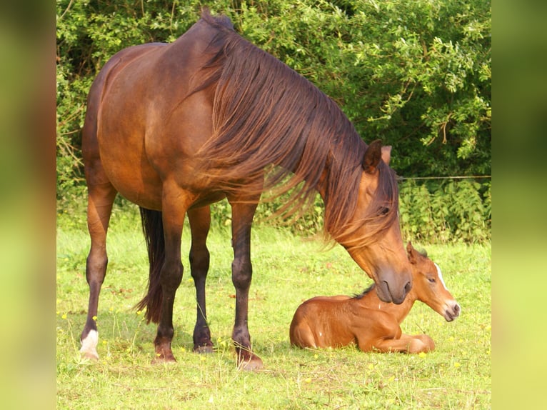 Quarter Pony Ogier  148 cm Gniada in Velpke