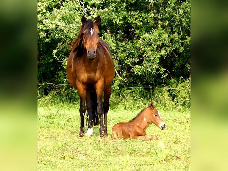 Quarter Pony Ogier  148 cm Gniada in Velpke