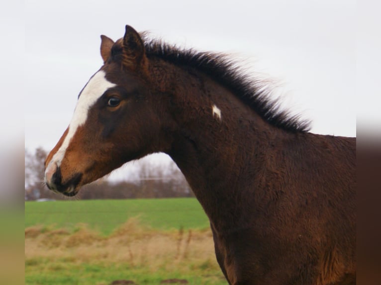 Quarter Pony Ogier Źrebak (06/2025) 148 cm Overo wszelkich maści in Velpke