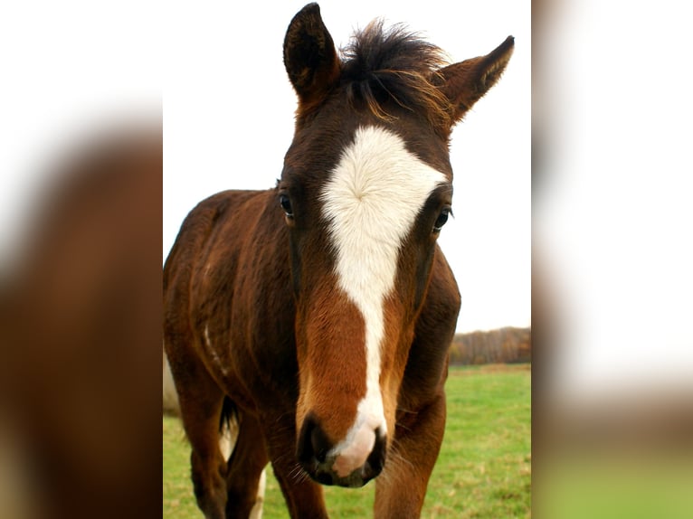 Quarter Pony Ogier Źrebak (06/2025) 148 cm Overo wszelkich maści in Velpke