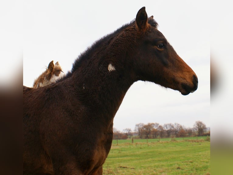 Quarter Pony Ogier Źrebak (06/2025) 148 cm Overo wszelkich maści in Velpke