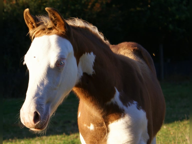 Quarter Pony Ogier Źrebak (07/2026) 148 cm Overo wszelkich maści in Velpke