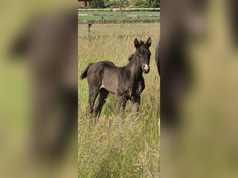 Quarter Pony Mix Ogier Źrebak (05/2026) 150 cm Grullo in Wietmarschen
