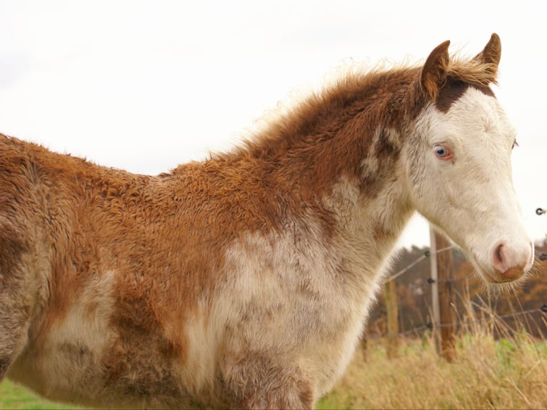 Quarter Pony Ogier Źrebak (08/2025) 150 cm Overo wszelkich maści in Velpke