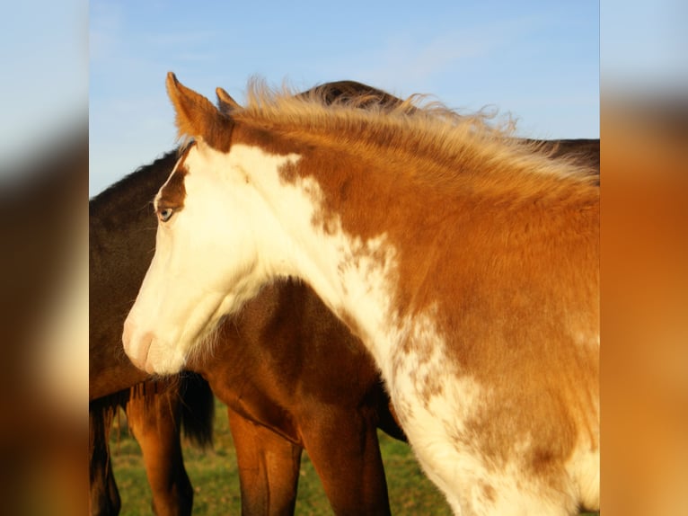 Quarter Pony Ogier Źrebak (08/2025) 150 cm Overo wszelkich maści in Velpke