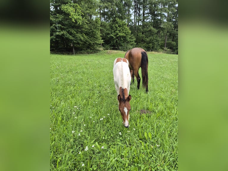 Quarter Pony Ogier Źrebak (06/2025) 150 cm Tovero wszelkich maści in Fichtenberg