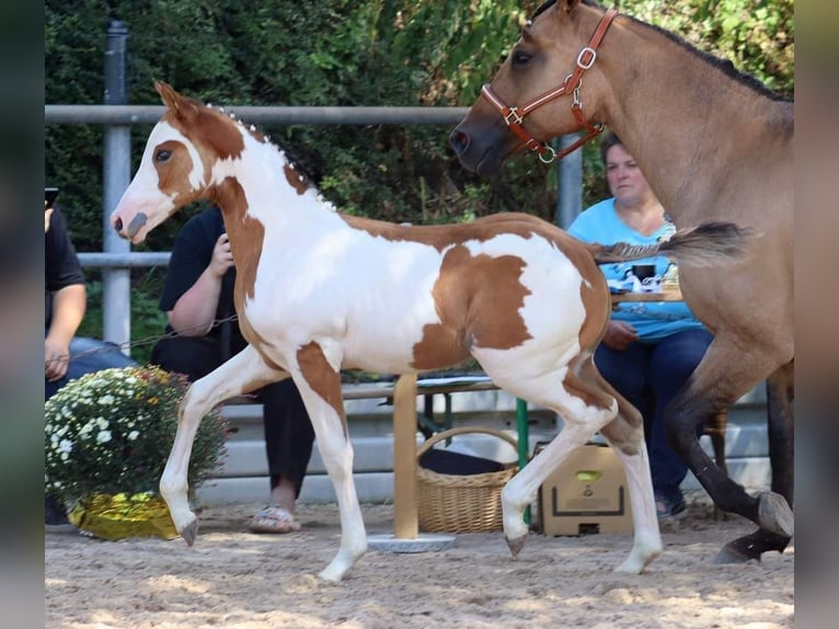 Quarter Pony Ogier Źrebak (06/2024) 154 cm Overo wszelkich maści in Vlotho