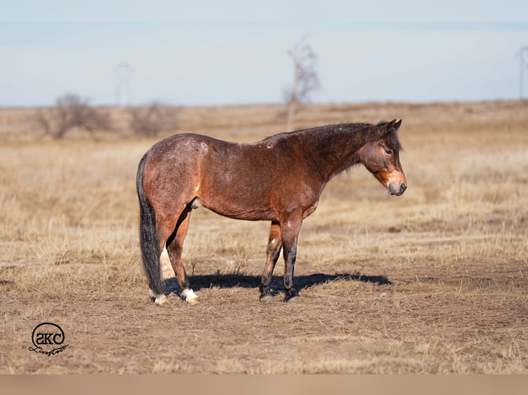 Quarter Pony Ruin 10 Jaar 132 cm Roan-Bay in Canyon