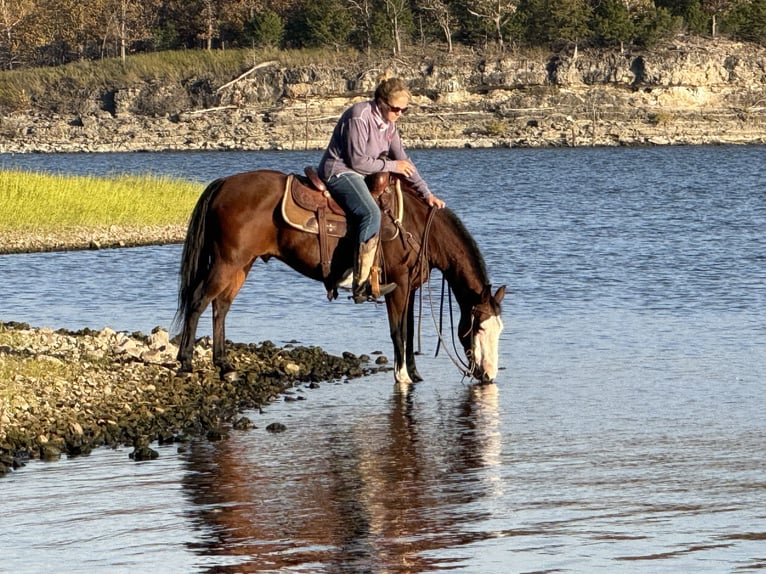 Quarter Pony Ruin 10 Jaar 140 cm Roodbruin in Grand Island