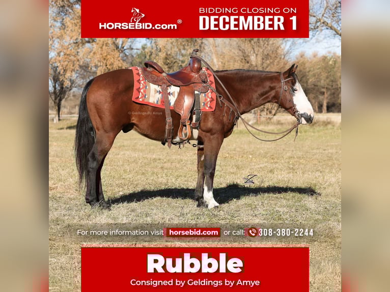 Quarter Pony Ruin 10 Jaar 140 cm Roodbruin in Grand Island