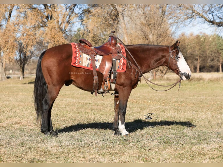 Quarter Pony Ruin 10 Jaar 140 cm Roodbruin in Grand Island