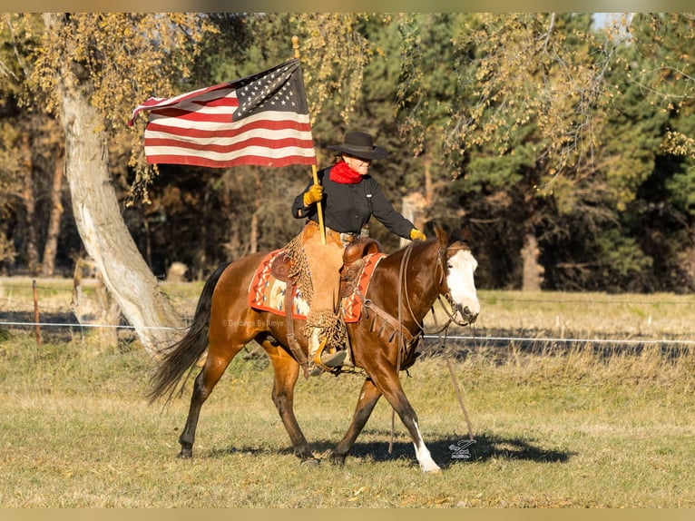 Quarter Pony Ruin 10 Jaar 140 cm Roodbruin in Grand Island