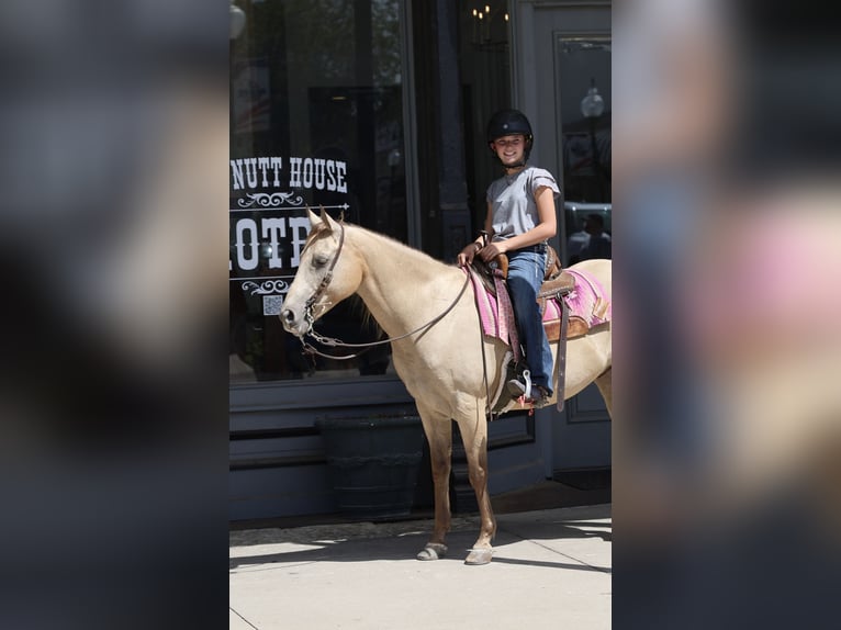 Quarter Pony Ruin 10 Jaar Buckskin in Weatherford