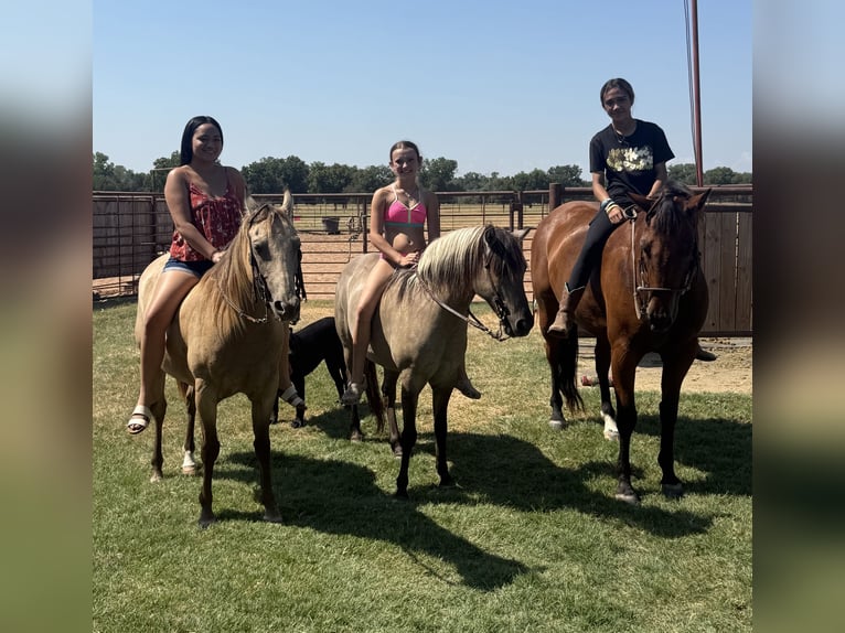 Quarter Pony Ruin 10 Jaar Buckskin in Weatherford