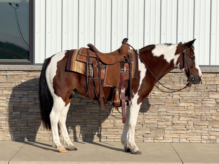 Quarter Pony Ruin 10 Jaar Gevlekt-paard in Cannon Falls