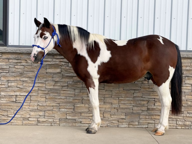 Quarter Pony Ruin 10 Jaar Gevlekt-paard in Cannon Falls