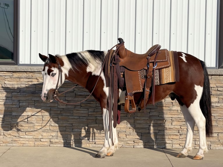 Quarter Pony Ruin 10 Jaar Gevlekt-paard in Cannon Falls