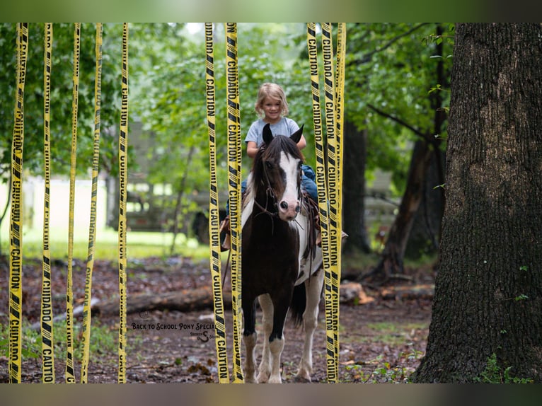 Quarter Pony Ruin 11 Jaar 132 cm Gevlekt-paard in Clover