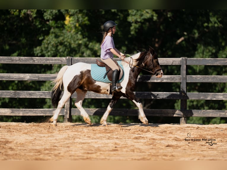 Quarter Pony Ruin 11 Jaar 132 cm Gevlekt-paard in Clover
