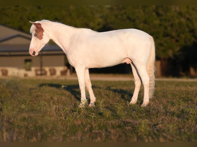 Quarter Pony Ruin 11 Jaar 140 cm Gevlekt-paard in Tolar