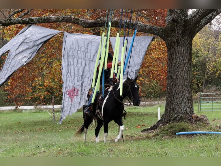 Quarter Pony Mix Ruin 11 Jaar 140 cm Gevlekt-paard in Purdy, MO