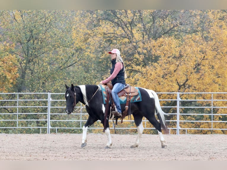 Quarter Pony Mix Ruin 11 Jaar 140 cm Gevlekt-paard in Purdy, MO