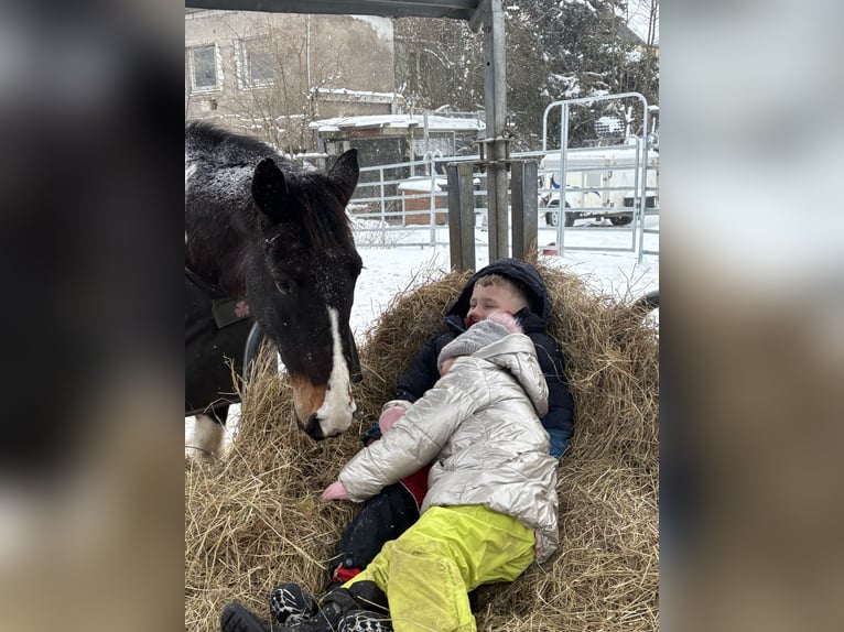 Quarter Pony Mix Ruin 11 Jaar 147 cm Gevlekt-paard in IserlohnIserlohn