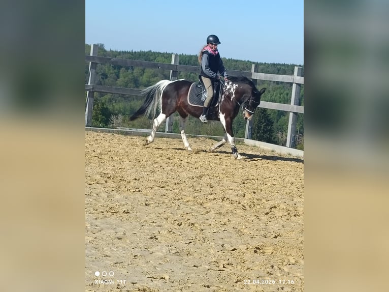 Quarter Pony Mix Ruin 11 Jaar 147 cm Gevlekt-paard in IserlohnIserlohn