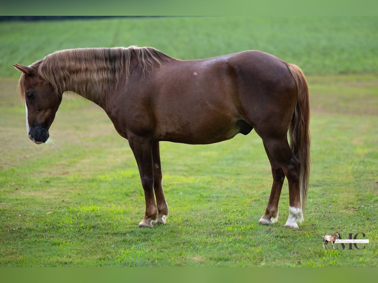 Quarter Pony Ruin 11 Jaar Donkere-vos in North Bloomfield
