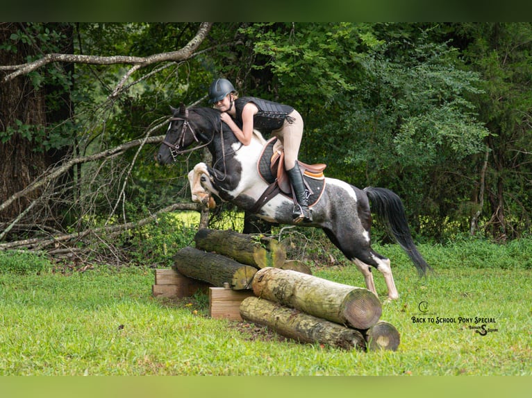Quarter Pony Mix Ruin 12 Jaar 127 cm Gevlekt-paard in Clover