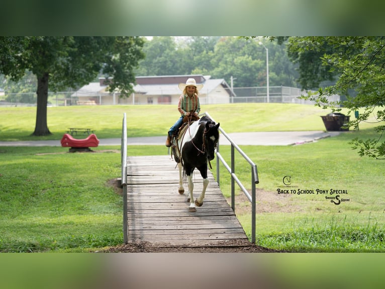 Quarter Pony Mix Ruin 12 Jaar 127 cm Gevlekt-paard in Clover