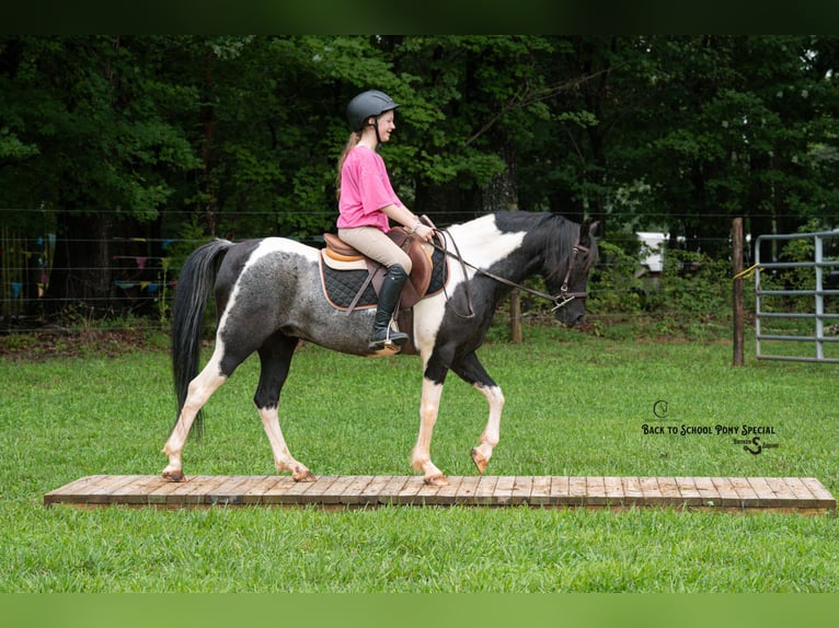 Quarter Pony Mix Ruin 12 Jaar 127 cm Gevlekt-paard in Clover